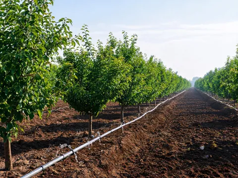 Orchard rows